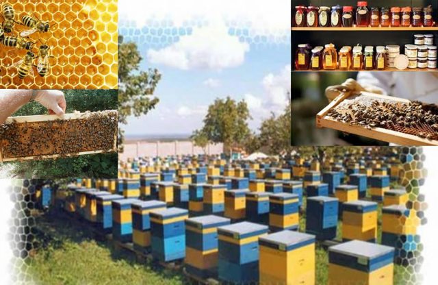 Bee Keeping