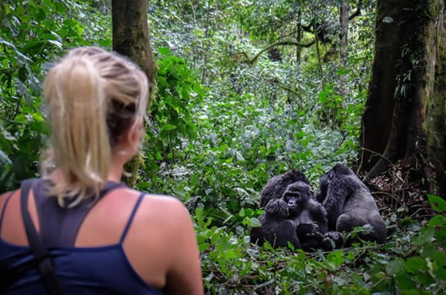 Gorilla Trekking in Uganda and Rwanda