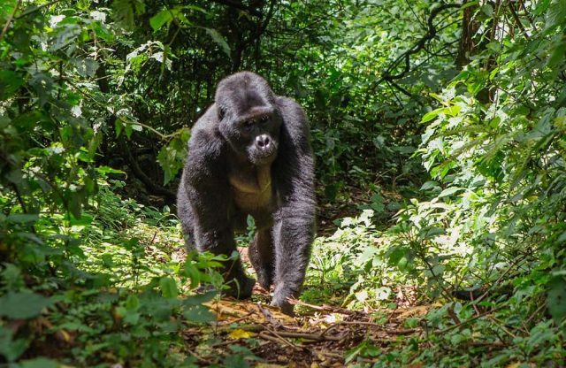 Rwanda Mountain Gorilla Trek