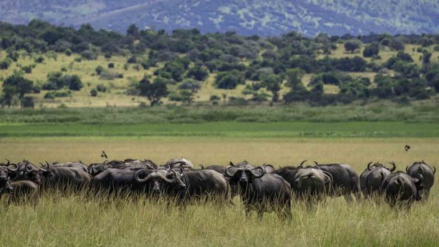 Akagera Wildlife